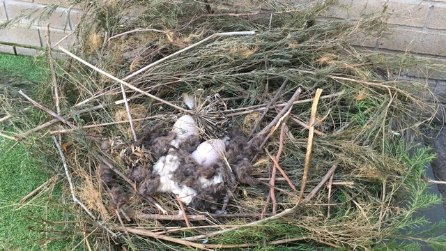 Kincumber Mystery Nest